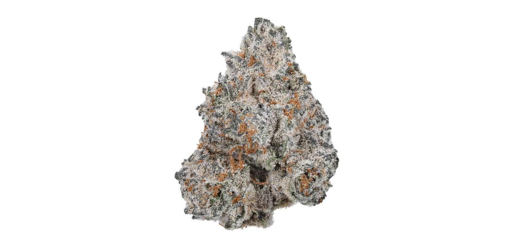 White Truffle by stiiizy flower at ShowGrow