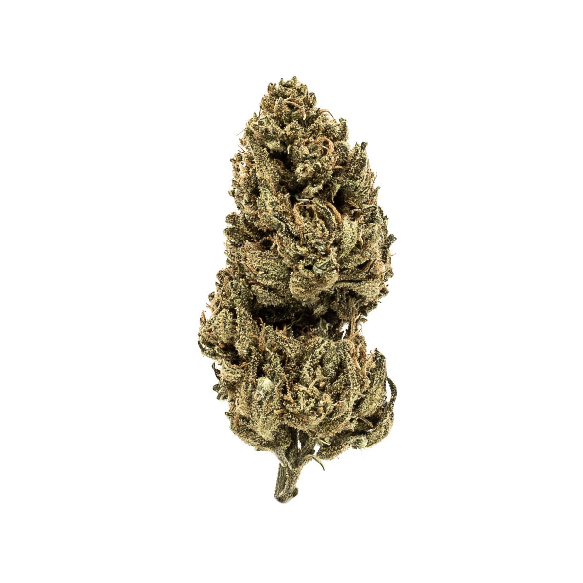 Lemon Meringue by green life productions flower at ShowGrow