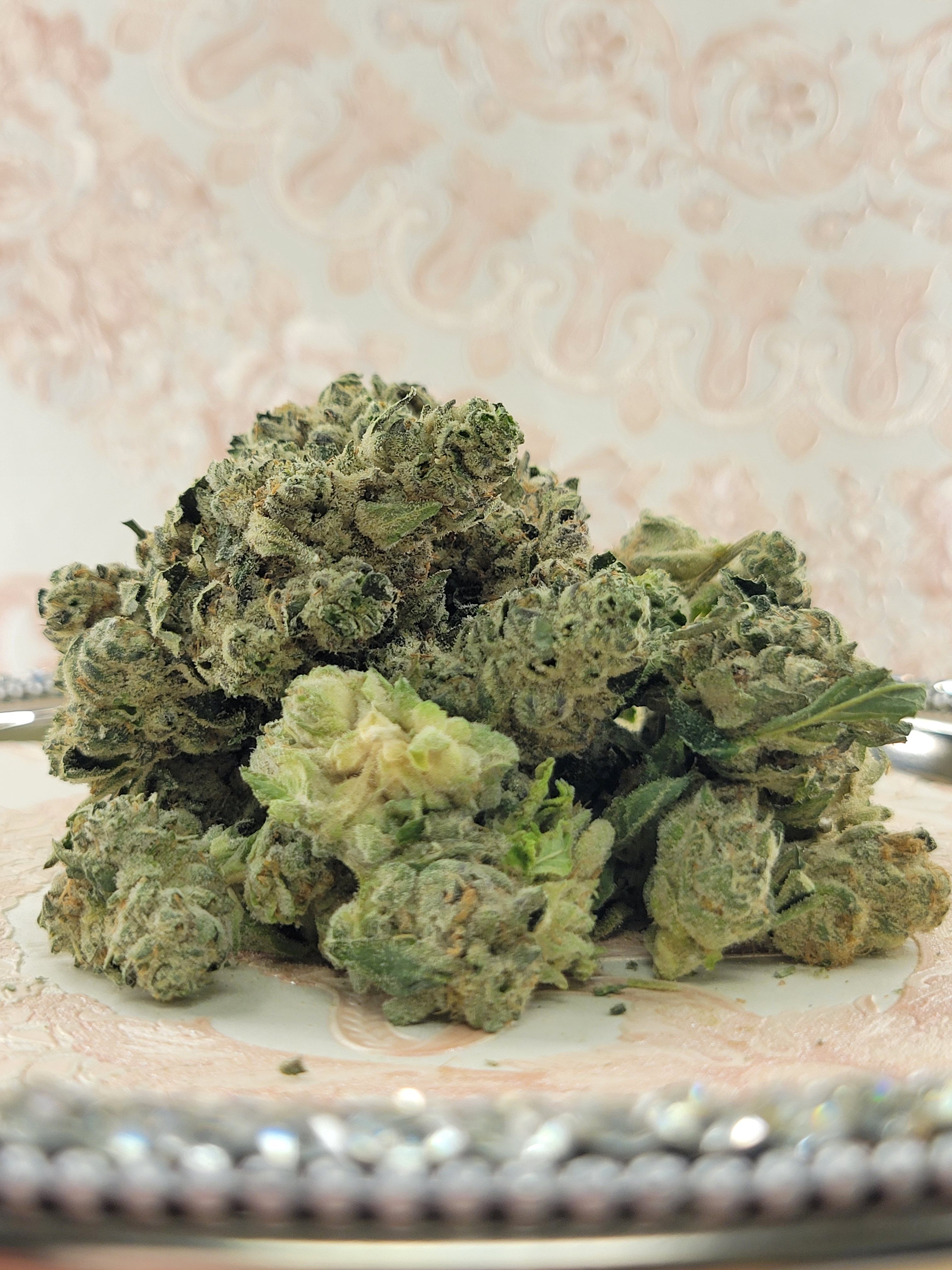 Space Coast Gelato by Levels IV Inc flower at Bleezies