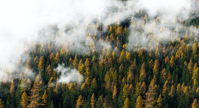 skog och moln