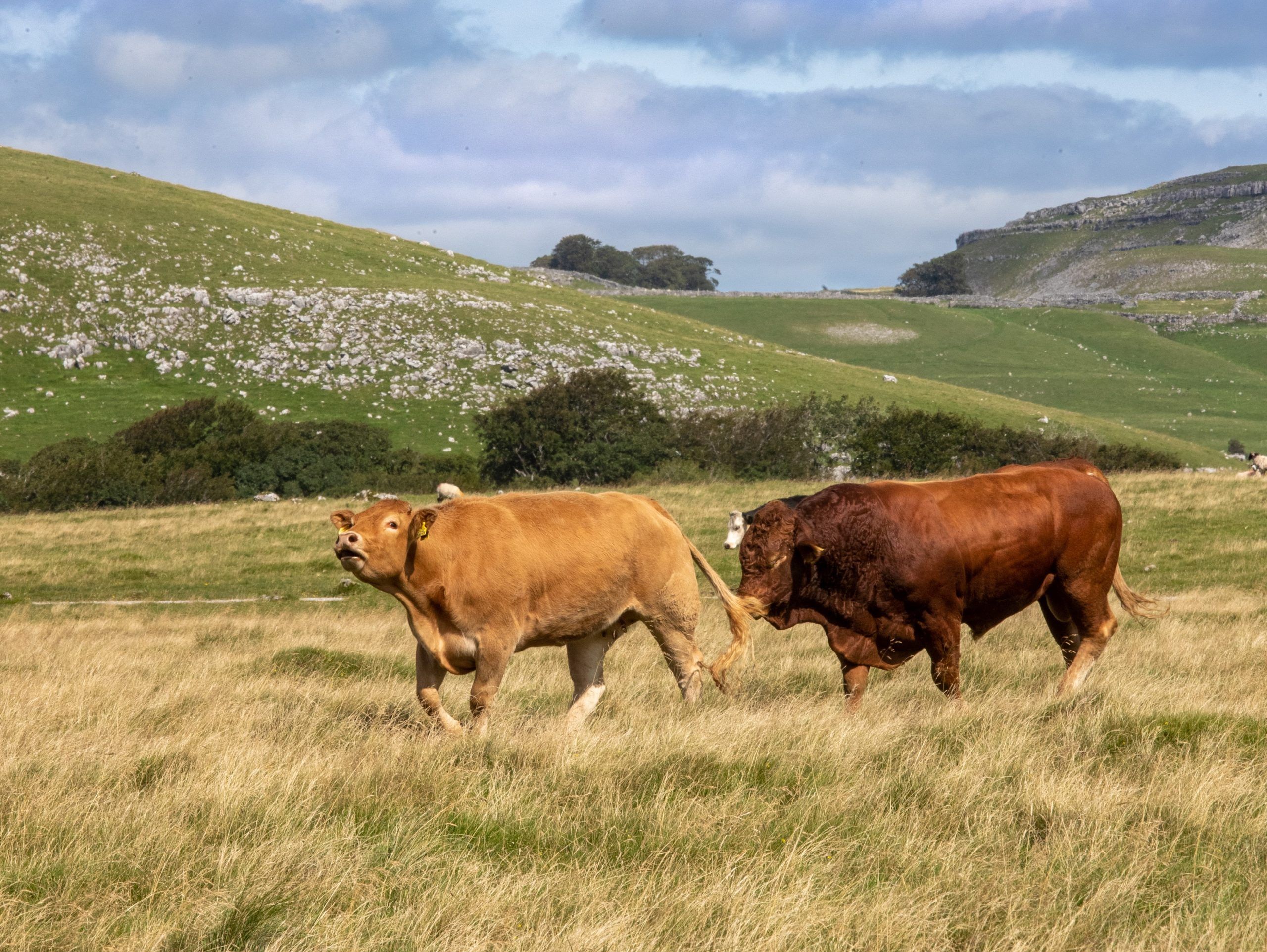 Beef Joints - Drake & Macefield Butchers