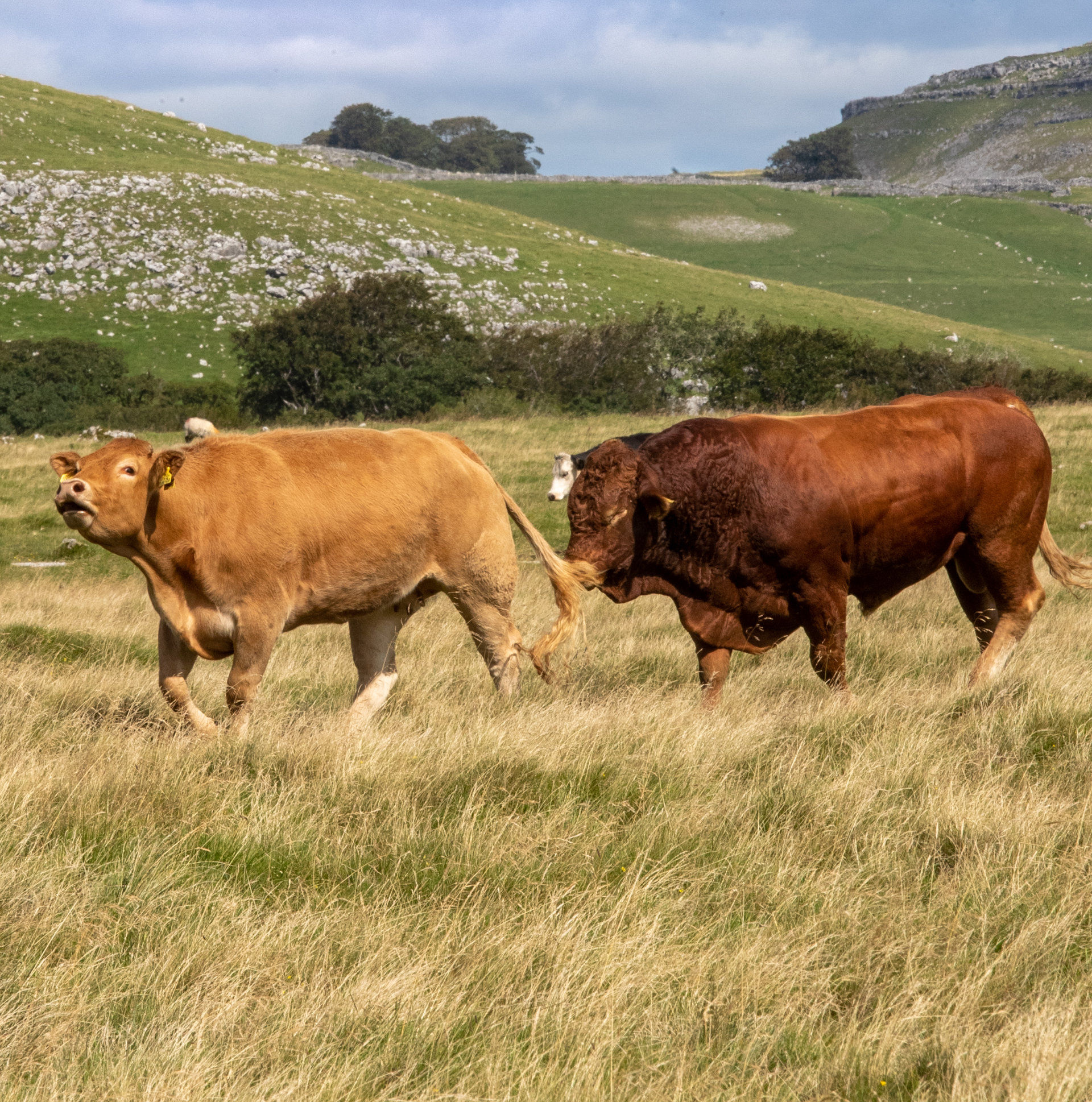 Farm Fresh Fayre - Drake & Macefield Butchers