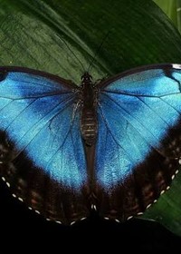 Standard Chartered Thinks Morpho Could Outperform Bitcoin by 2030. Here's Why.