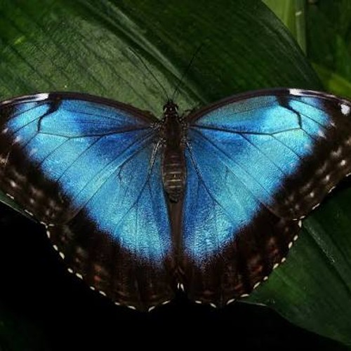Standard Chartered Thinks Morpho Could Outperform Bitcoin by 2030. Here's Why.