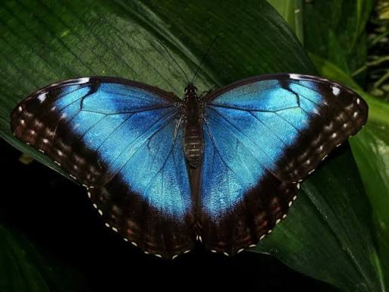 Standard Chartered Thinks Morpho Could Outperform Bitcoin by 2030. Here's Why.