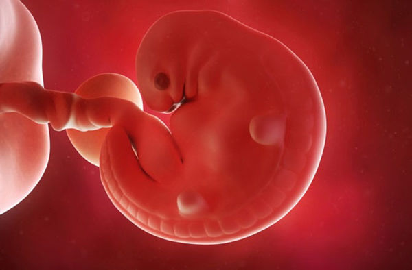 scientist engineer humanized kidneys in pig embryos