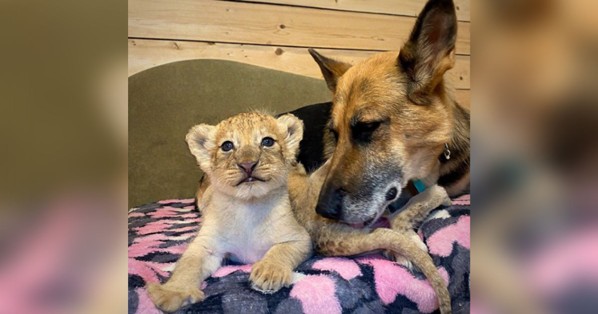 A dog raises two newborn lion babies as her own puppies after adopting them