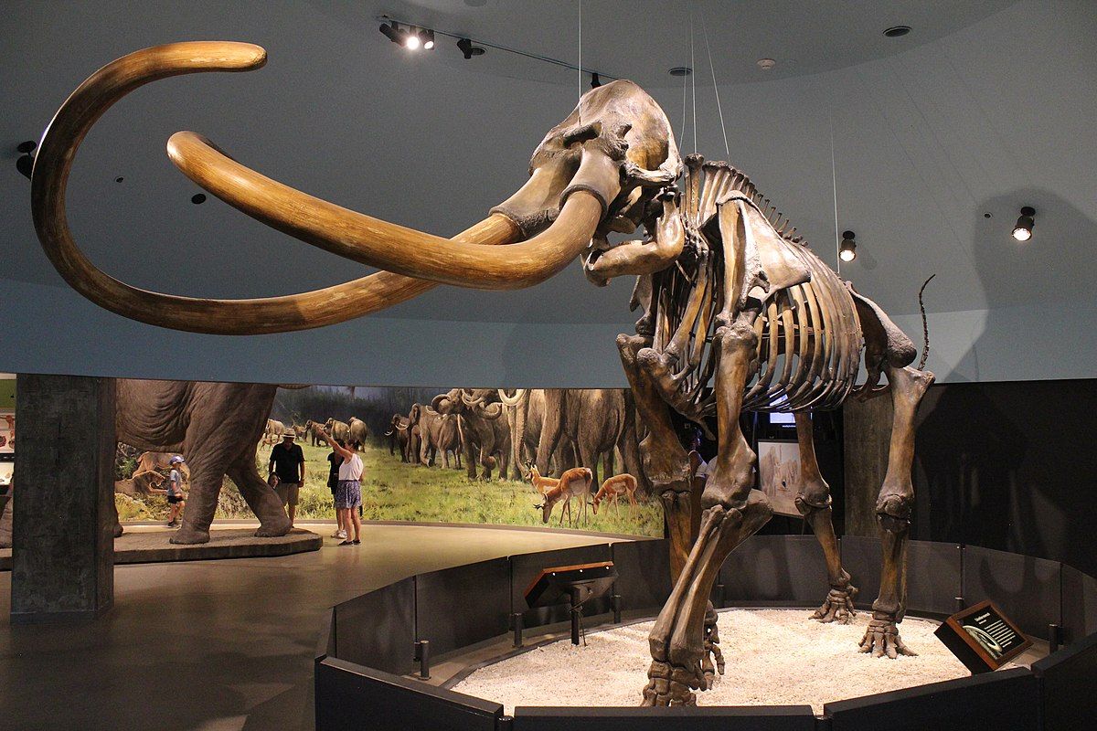 Unlocking the past to preserve the future, the Woolly Mammoth expected to rise again by 2027