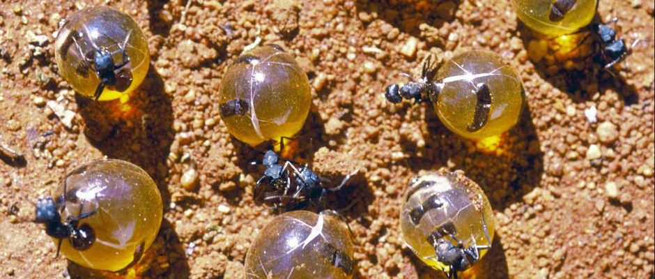 A new strong antibiotics inspired by bizarre Australian ant honey used in indigenous medicine