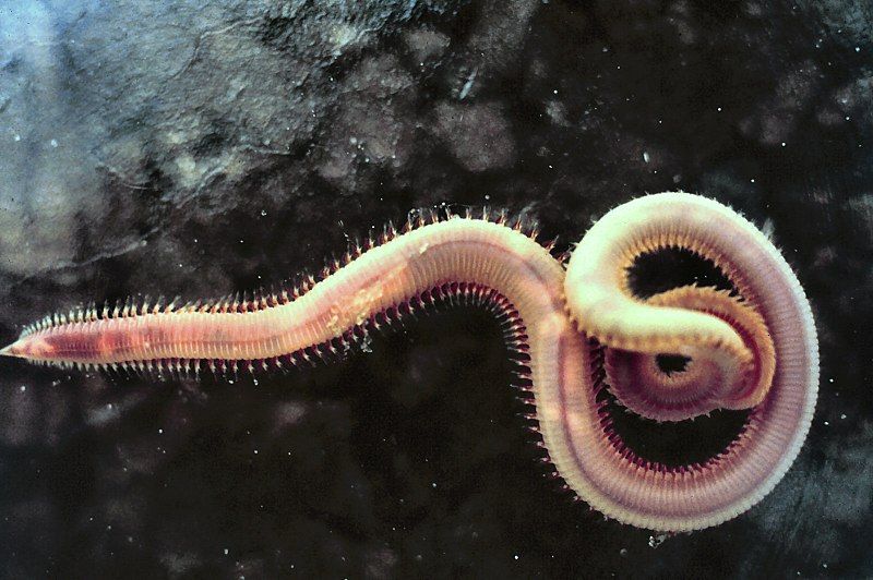 Watch ancient 46,000-year-old frozen Siberian worms back to life
