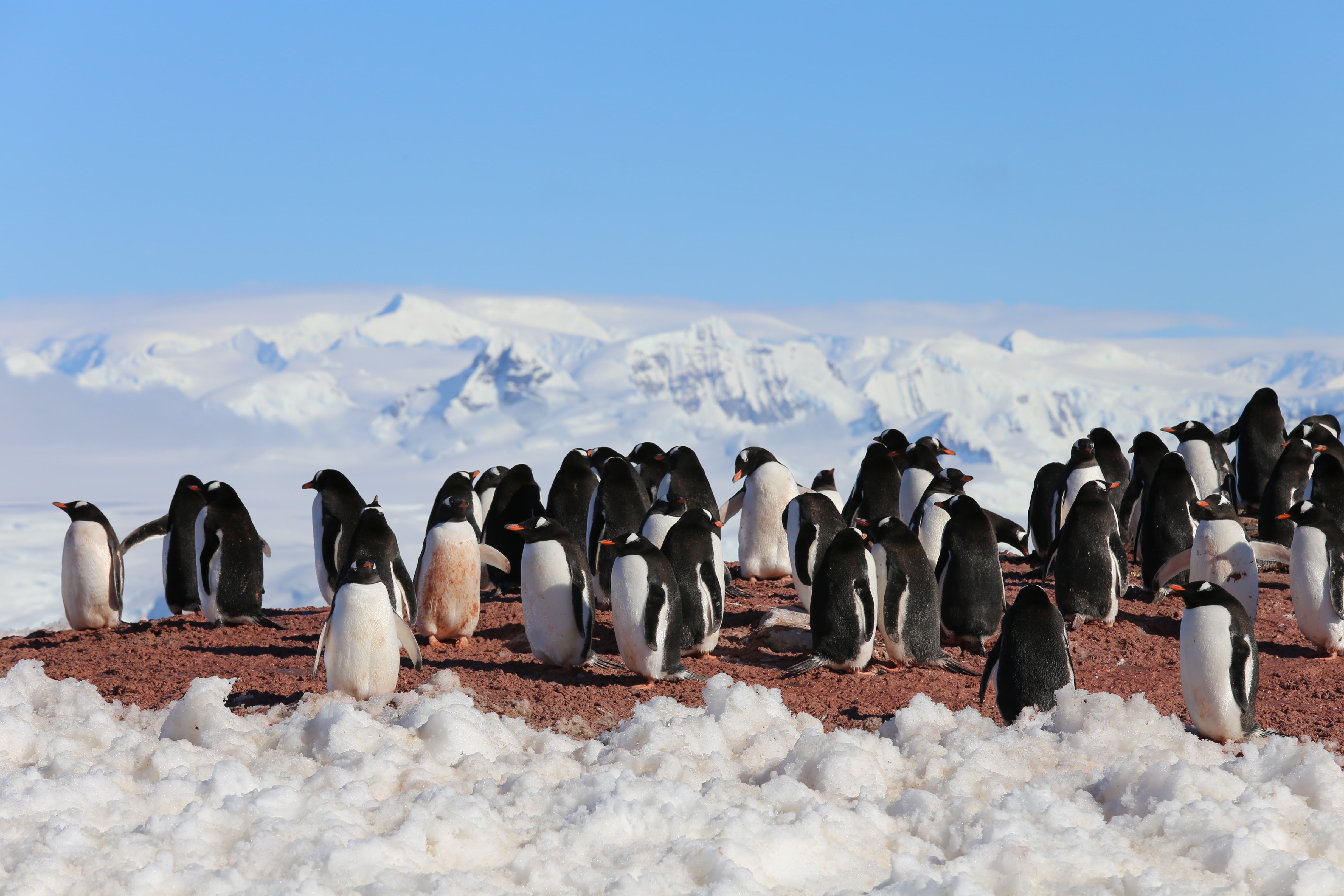 Ice breakup killed thousands of Emperor Penguin in Antarctica, scientists report