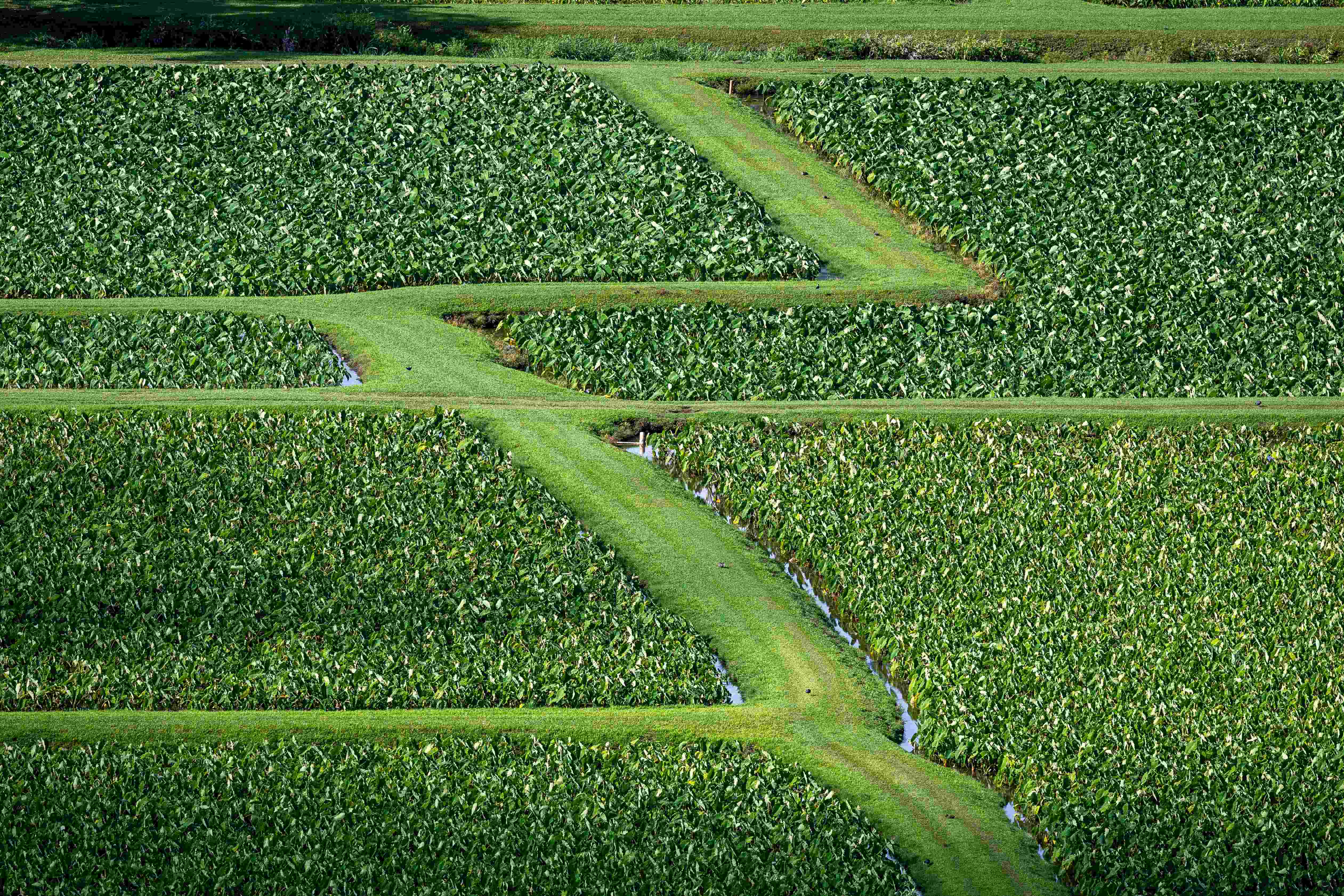 Indigenous farming