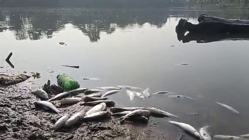 নানুয়া দিঘিতে রাতের অন্ধকারে বিষ প্রয়োগের অভিযোগ উঠেছে একদল দুষ্কৃতিকারীর বিরুদ্ধে