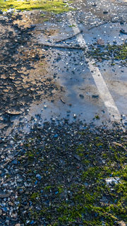 Moss and wet ground photograph by Blue Nile
