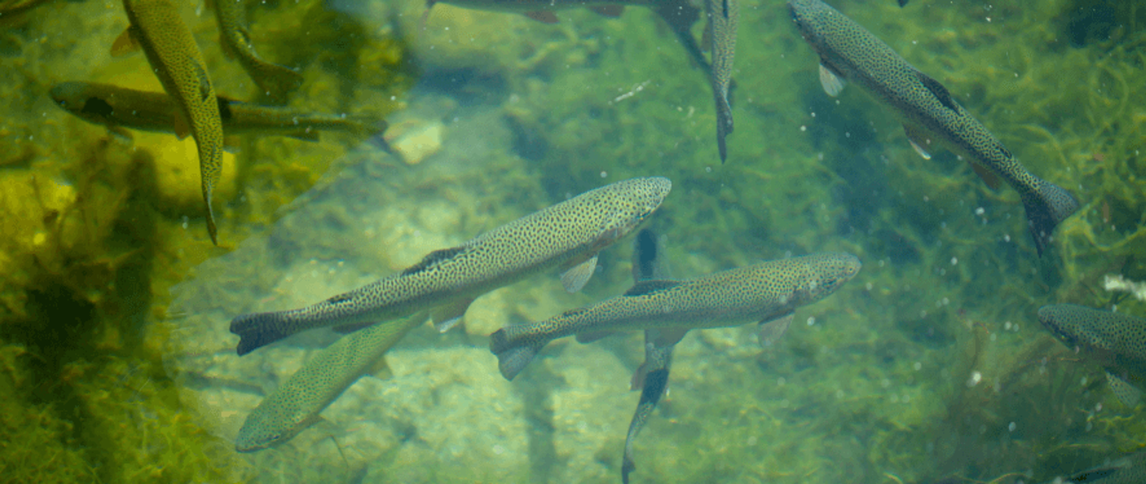 large_focal_lodge_harare_5 (26).png