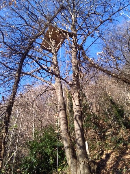 Tree platform