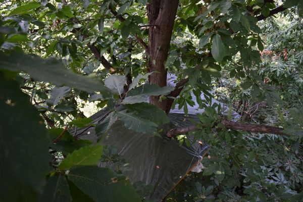 Tree platform