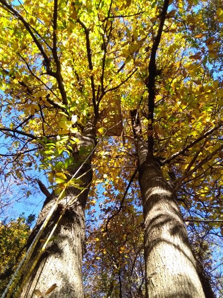 Tree platform
