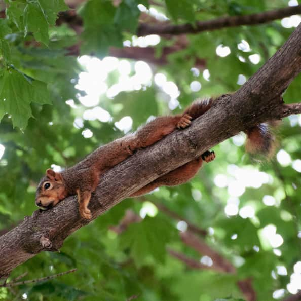 A lazy squirrel hanging out on a tree branch