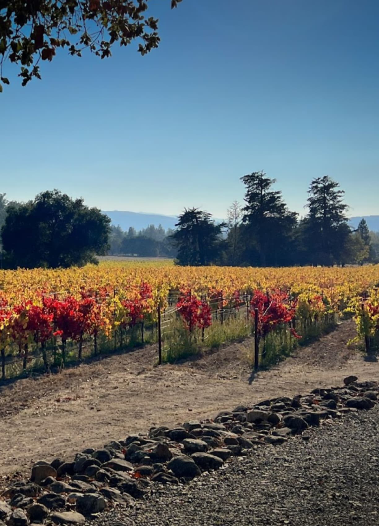 A vineyard in California, mid-day.