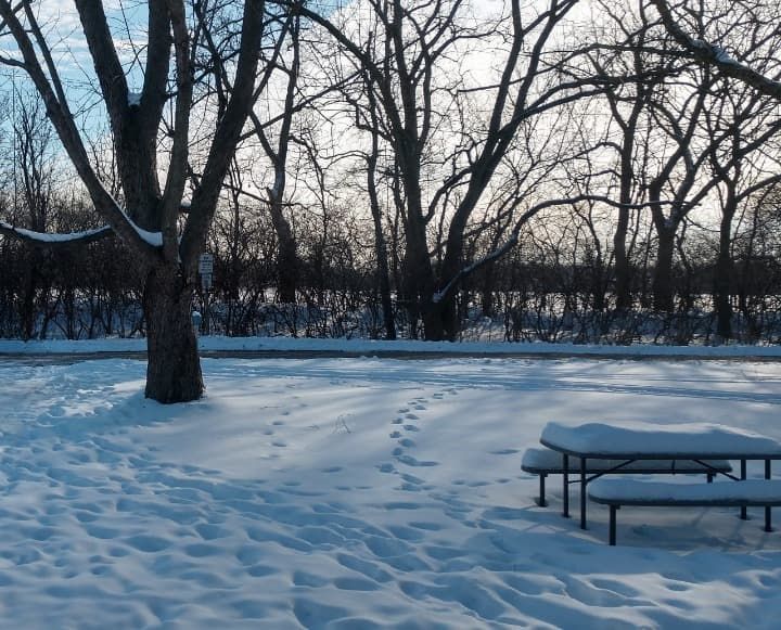 A quiet, snowy scene, showing a tree and a park bench, covered in snow.