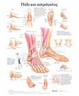 Πόδι και αστράγαλος: Ανατομικός χάρτης, , Anatomical chart company, Παρισιάνου Α.Ε., 2022
