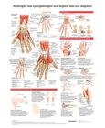 Ανατομία και τραυματισμοί του χεριού και του καρπού: Ανατομικός χάρτης, , Anatomical chart company, Παρισιάνου Α.Ε., 2022