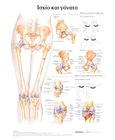 Ισχίο και γόνατο: Ανατομικός χάρτης, , Anatomical chart company, Παρισιάνου Α.Ε., 2022