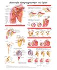 Ανατομία και τραυματισμοί του ώμου: Ανατομικός χάρτης, , Anatomical chart company, Παρισιάνου Α.Ε., 2022