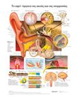 Το αφτί-όργανα της ακοής και της ισορροπίας: Ανατομικός χάρτης, , Anatomical chart company, Παρισιάνου Α.Ε., 2022
