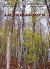 2006, Παπαϊωάννου, Αθανάσιος Γ. (Papaioannou, Athanasios G. ?), Δασική εδαφολογία, , Τάντος, Βύρων, Παπασωτηρίου