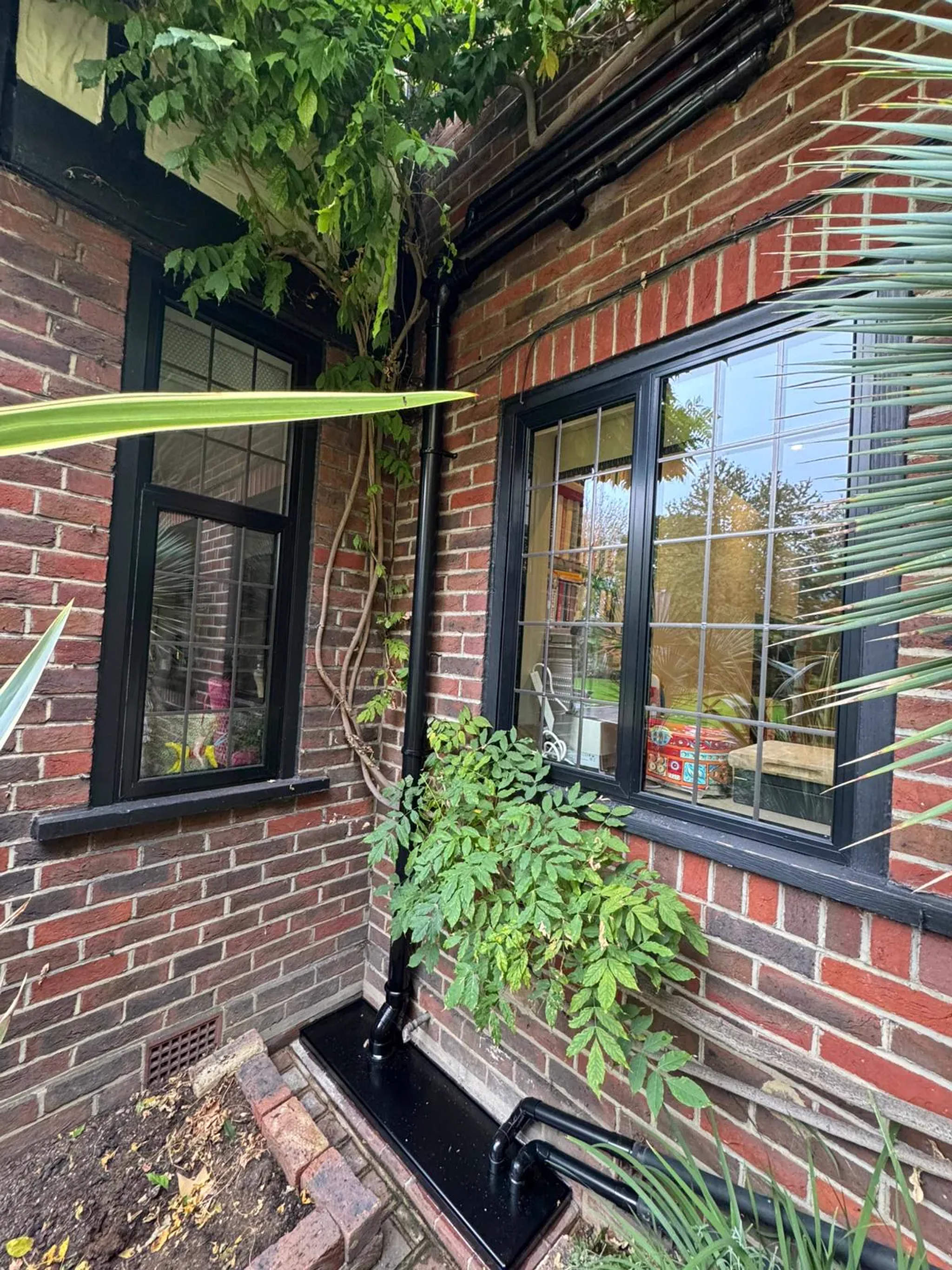 External soil pipe and drainage gully against red brickwork below windows in a planted bed