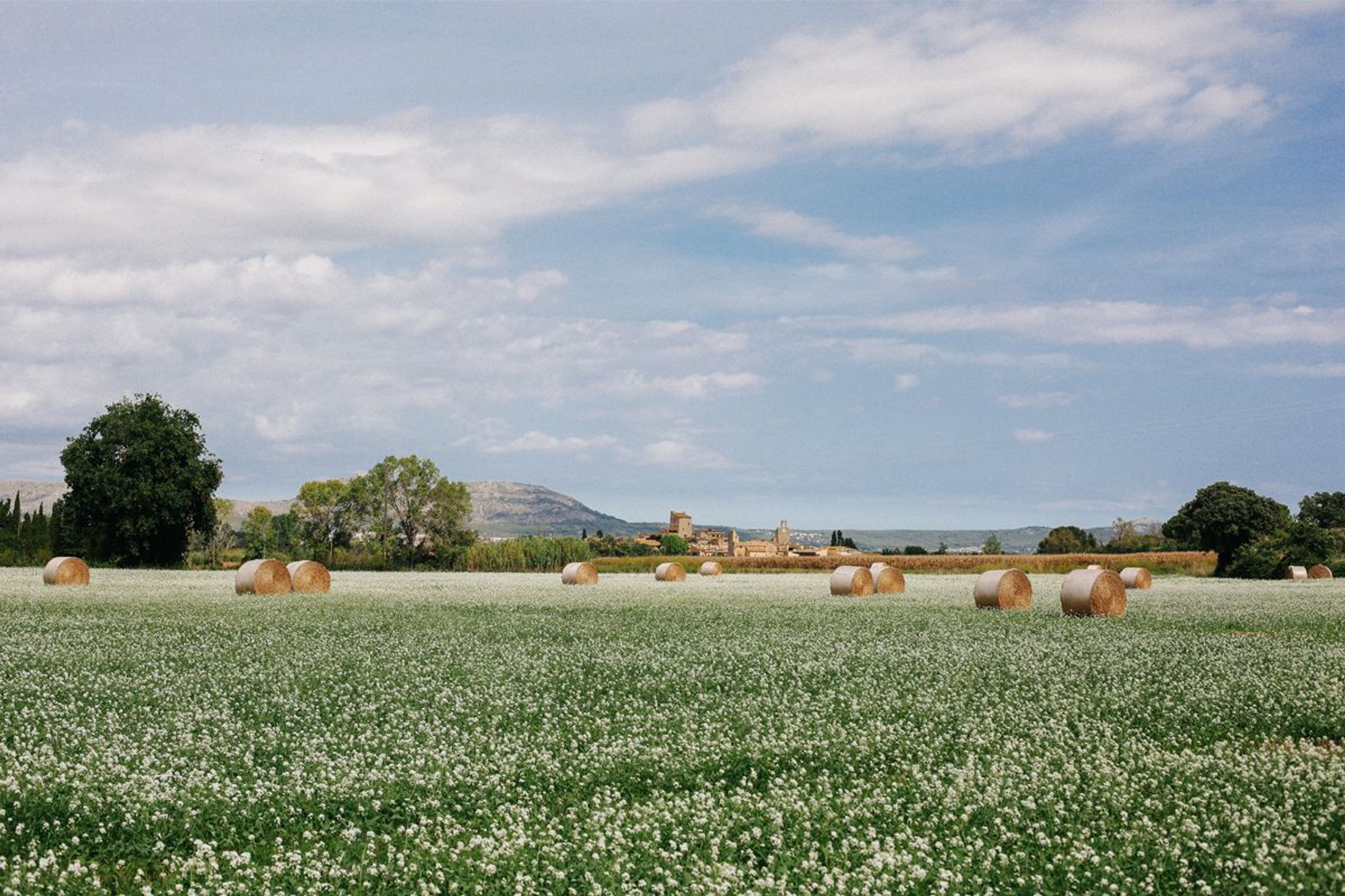 Sauge bleue  Le guide des plantations