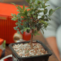 Photo of a small potted tree on a table.