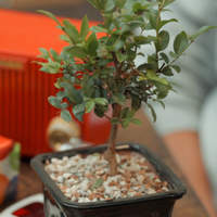 Photo of a small potted tree on a table.