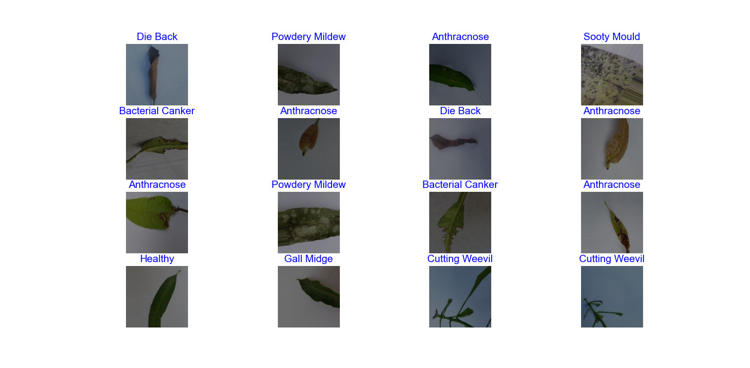 Contoh Gambar Dataset Daun Mangga