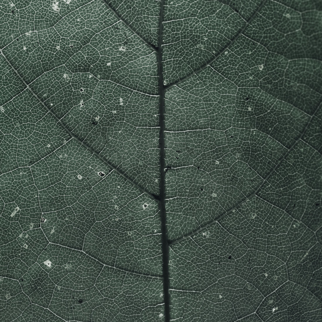 leaf4 leaf4