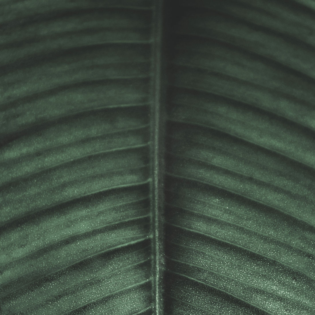 leaf9 leaf9