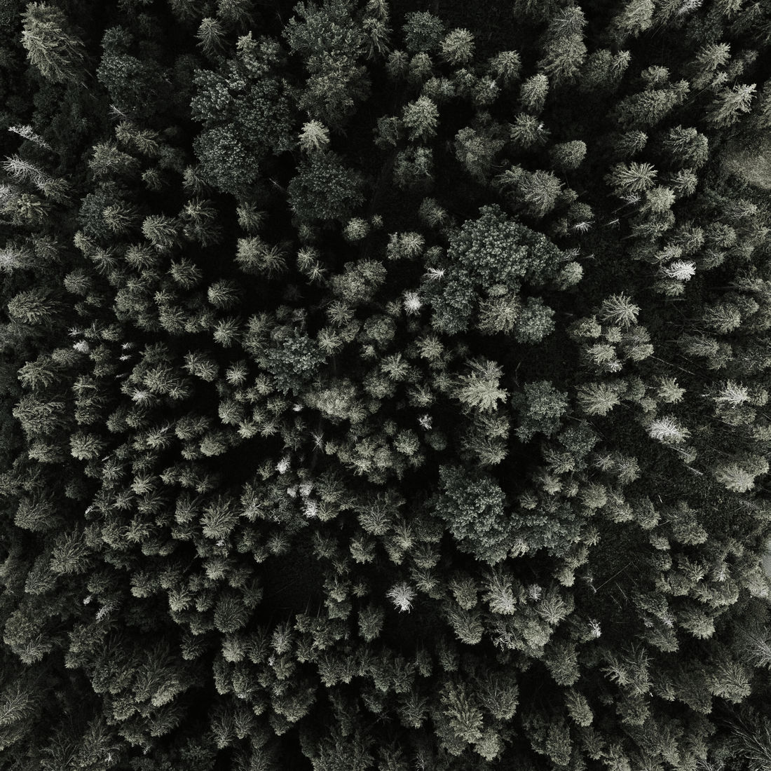 forest1 forest1