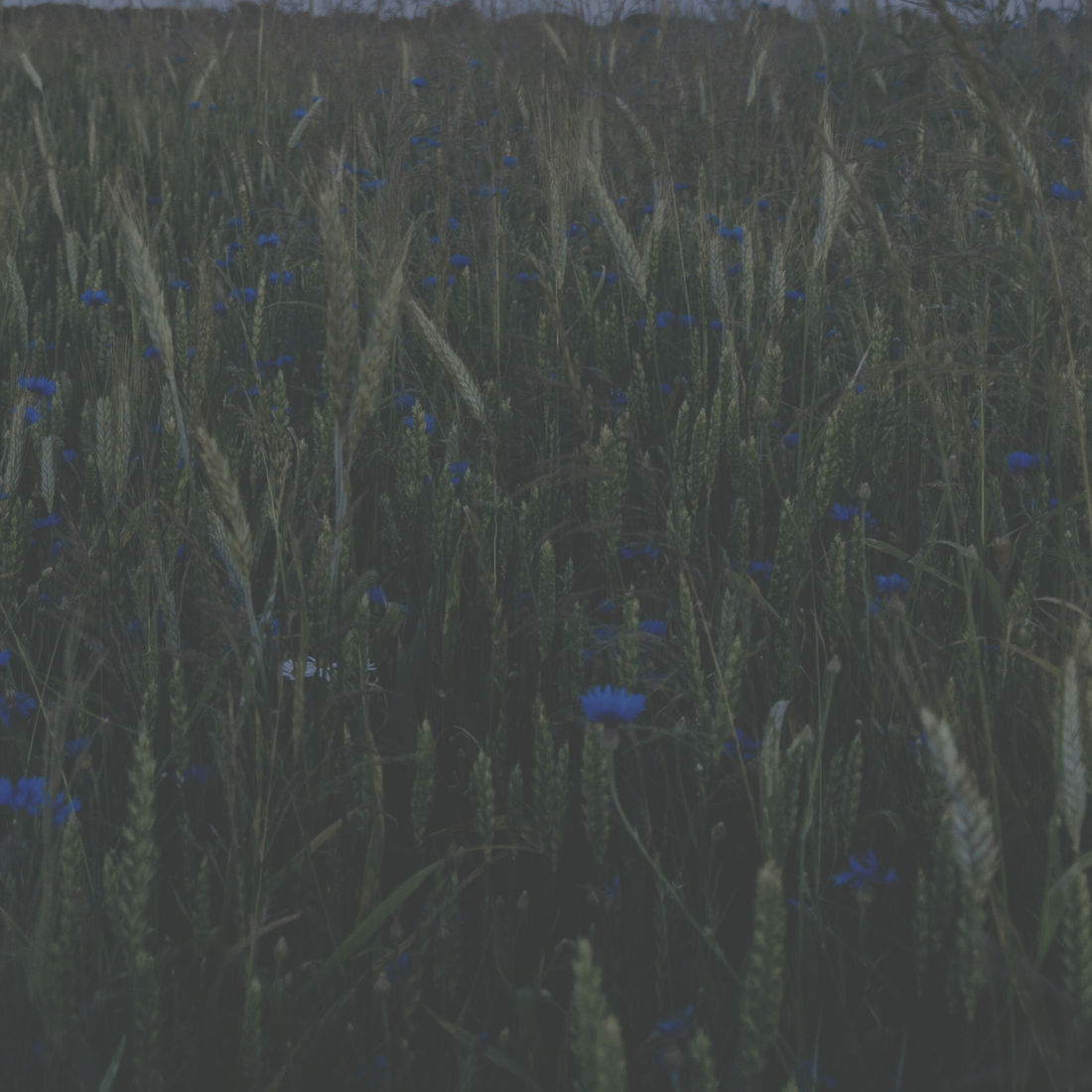 flower1 flower1