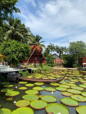 Ma Doo Bua Cafe - кувшинки Victoria Amazonica