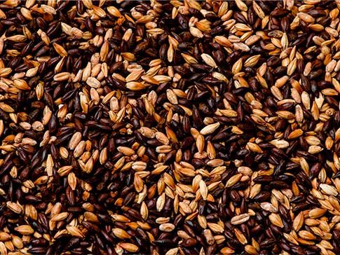 Raw Material: Malt, Malting and Other Grains