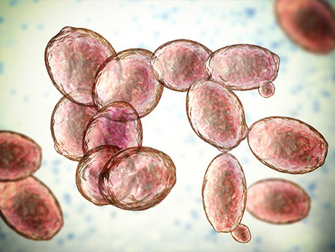 Yeast: DNA and Mutations