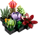 Succulents