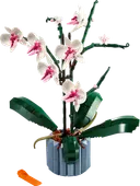 Orchid