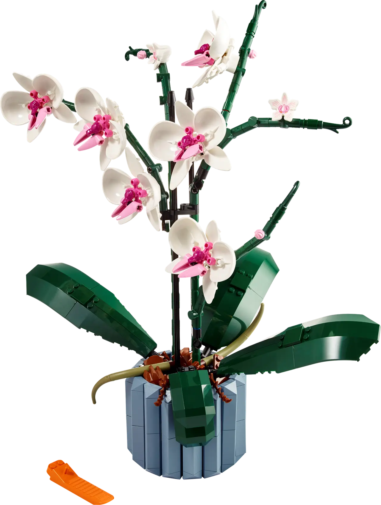 Orchid