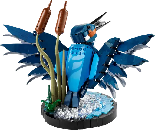 Kingfisher Bird