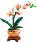 Mini Orchid
