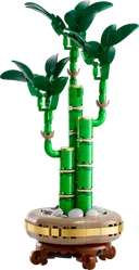 Lucky Bamboo