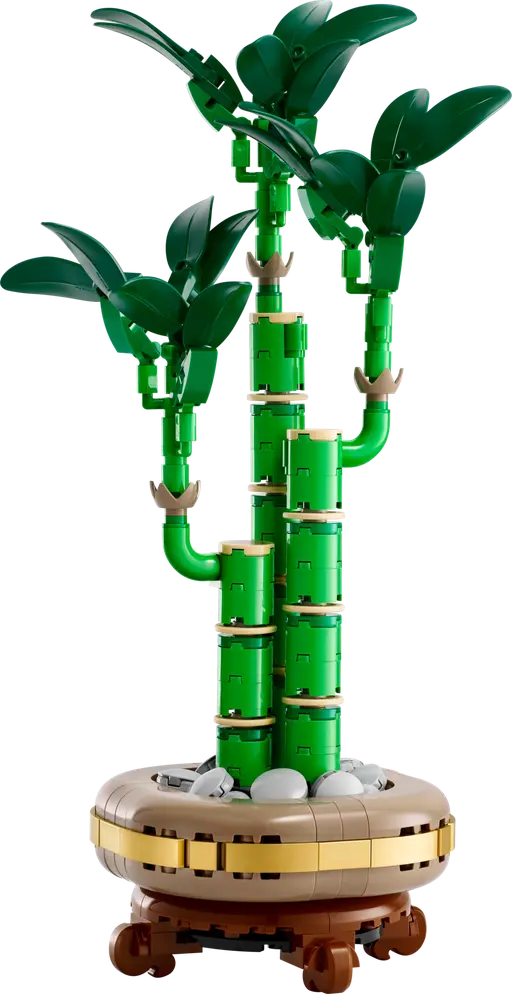 Lucky Bamboo